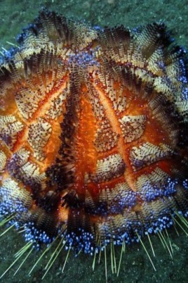 Морские ежи и морские звезды (55 фото)
