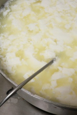 Сыр из прокисшего молока (53 фото)