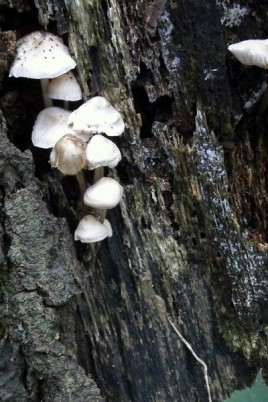 Белые древесные грибы (60 фото)