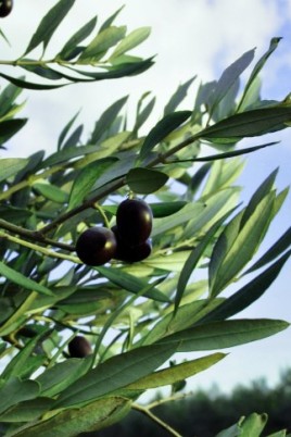 Оливки на веточке (48 фото)