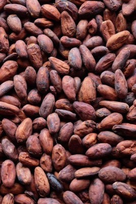 Какао бобы (65 фото)