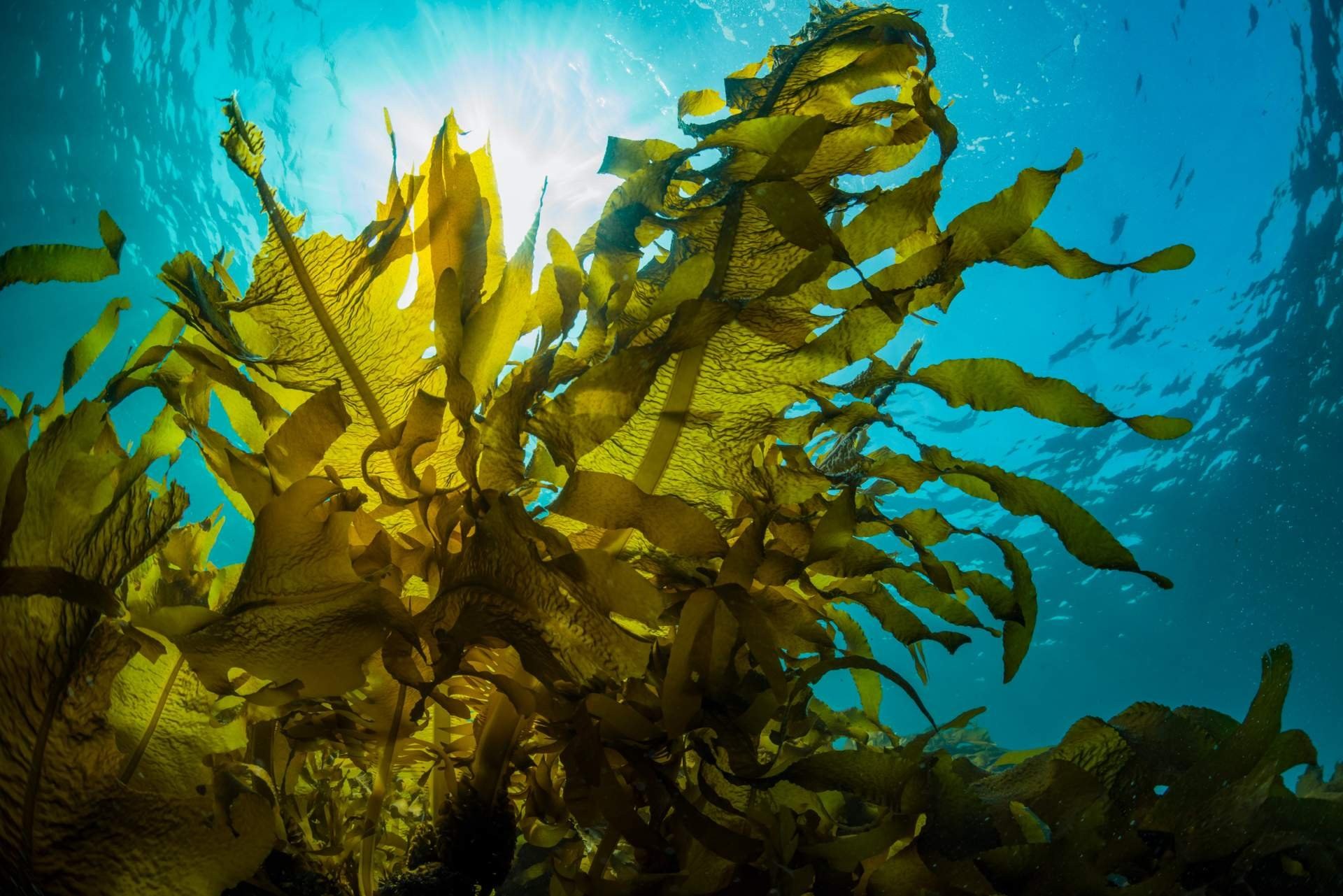 Ламинария японская морская капуста