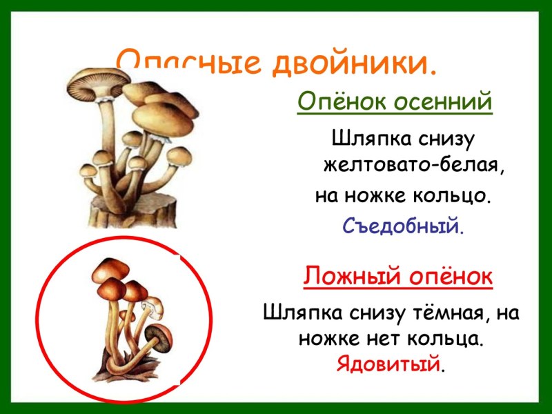 Гриб коралловый шитаки