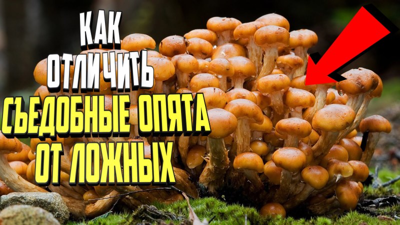 Отличить ложные опята от настоящих видео от специалиста