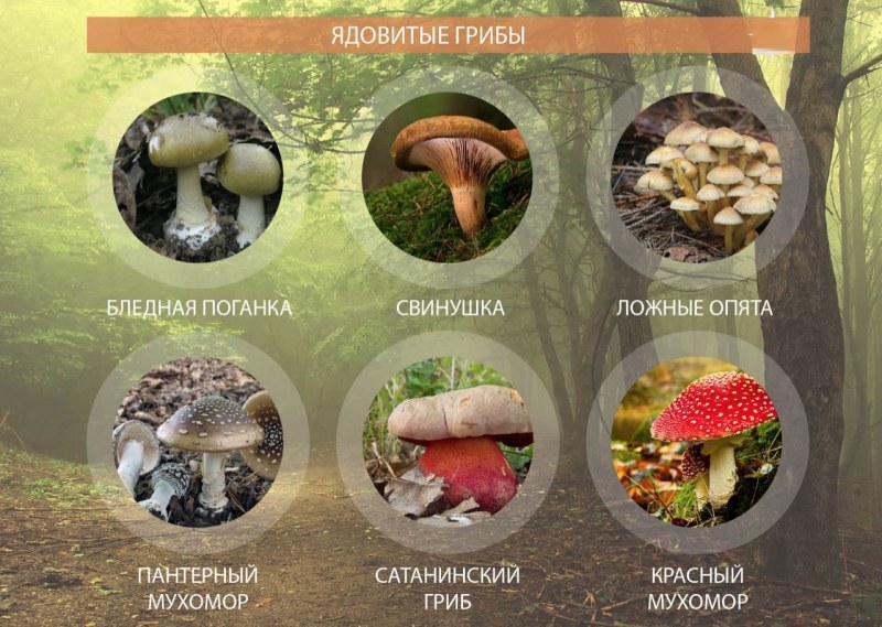 Раскраска грибы опята