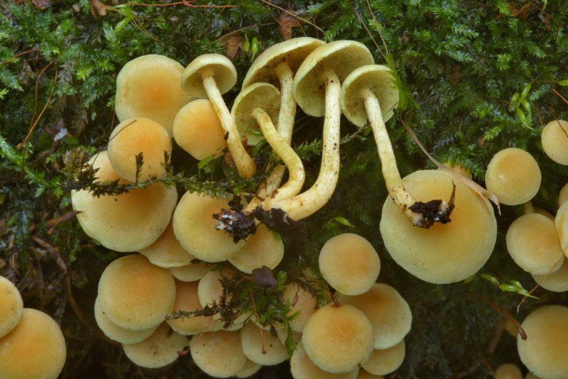 3. Armillaria mellea – опенок осенний
