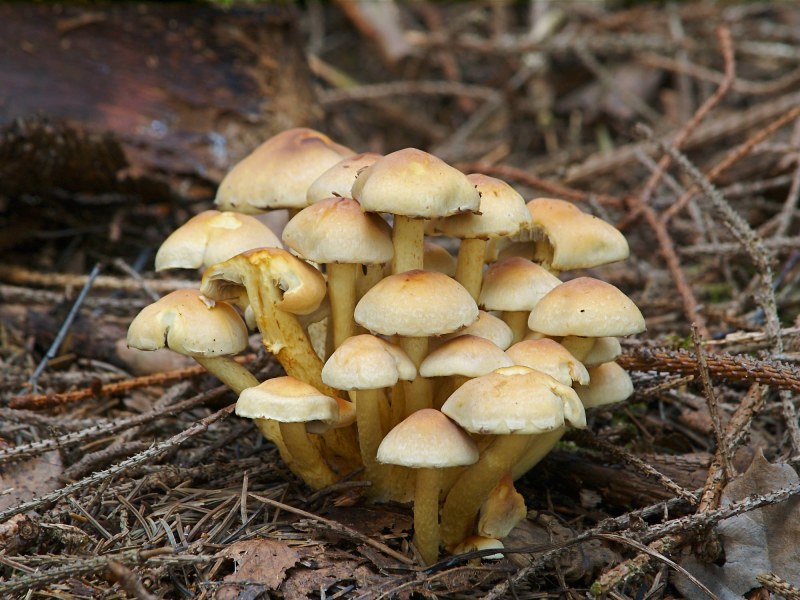 Hypholoma lateritium
