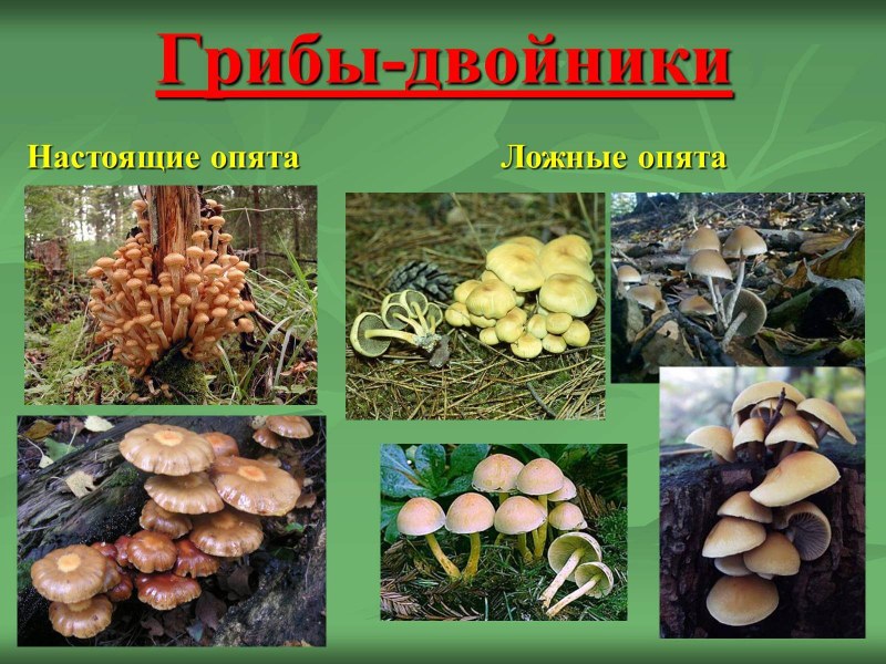 Галерина окаймленная и летний опенок