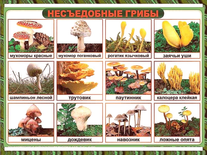 Вкусные опята