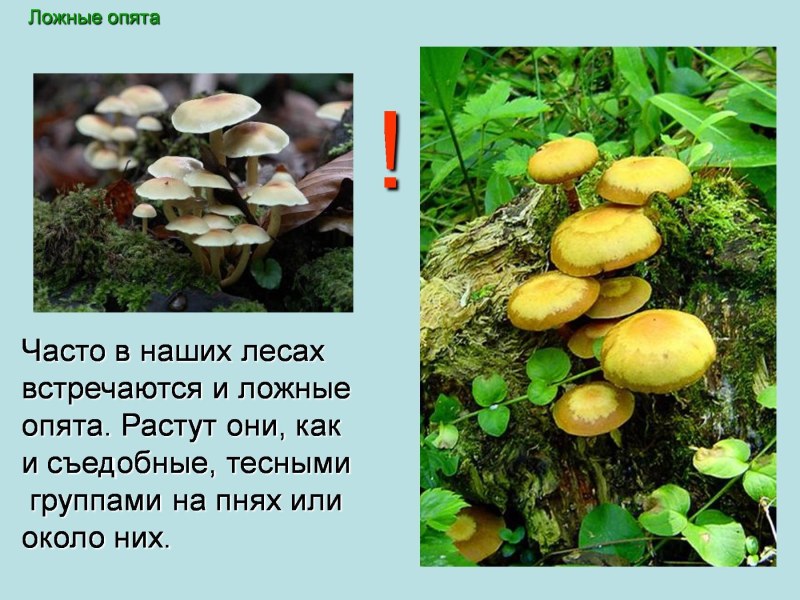 Опята Fresh Salads