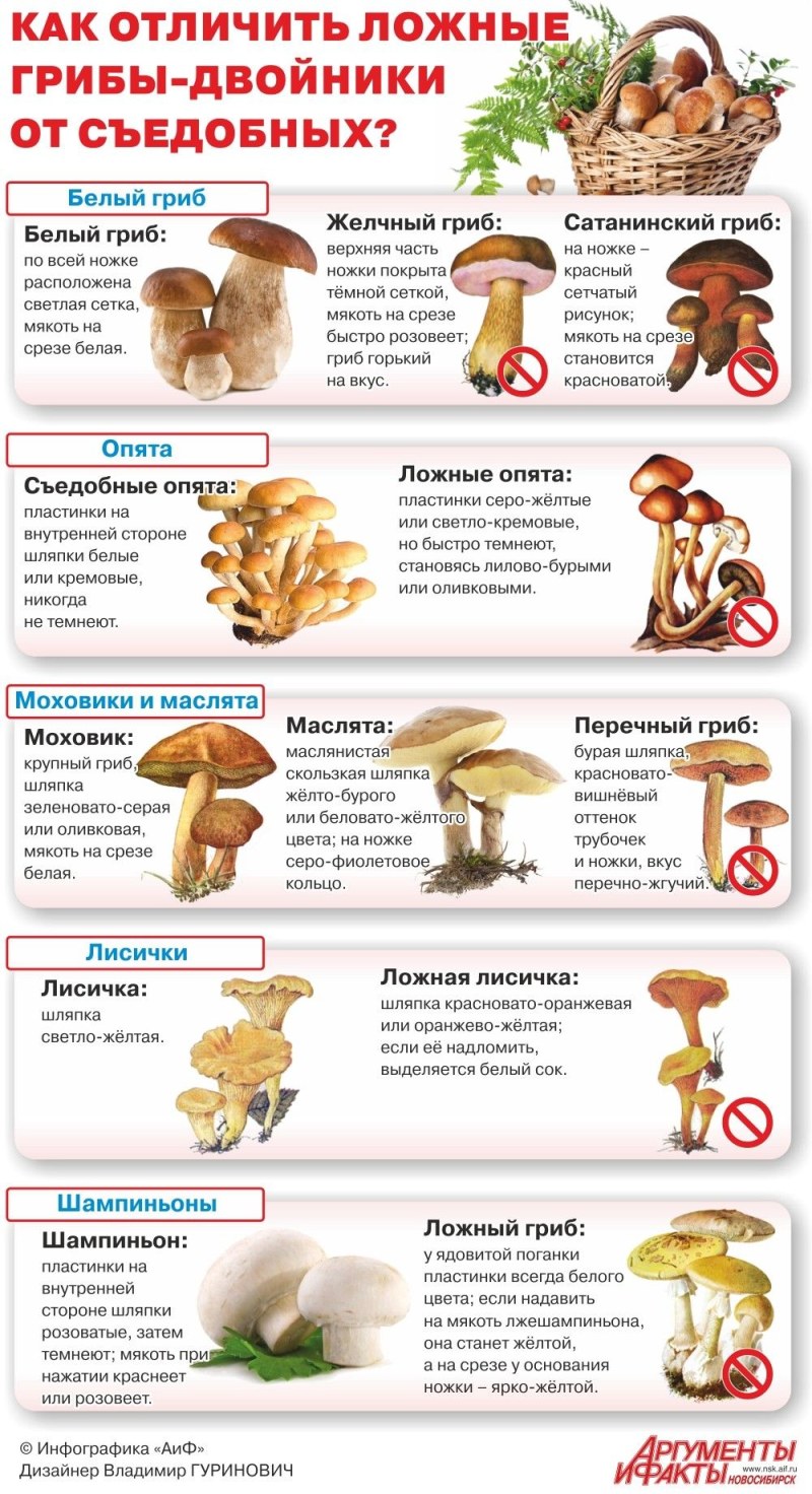 Грибы Успенские опята