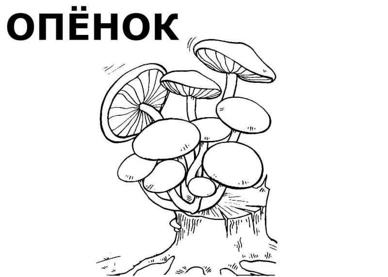 Опёнок осенний паразитические грибы