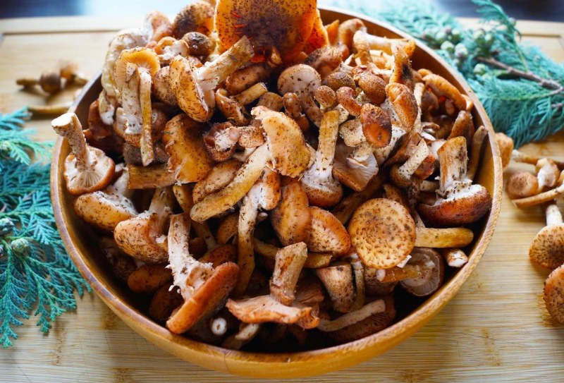 Ложноопенок серопластинчатый (Hypholoma capnoides)