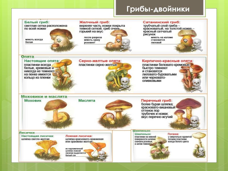 Опенок серопластинчатый