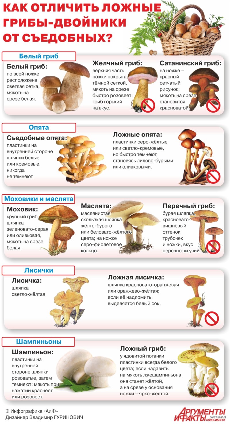 Раскраска гриб вешенка
