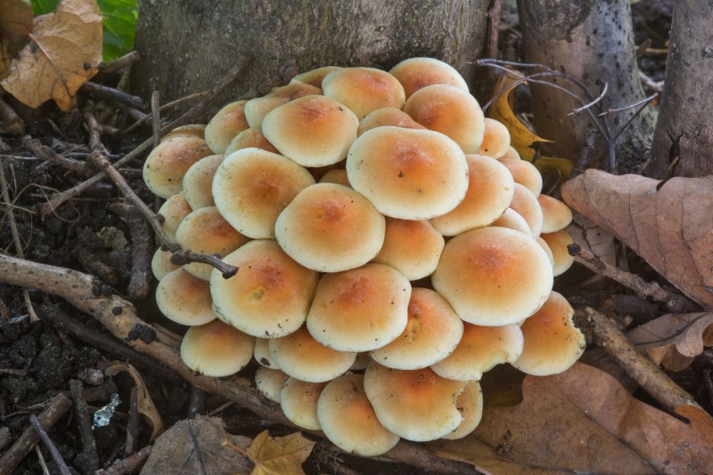 Golden fungus гриб