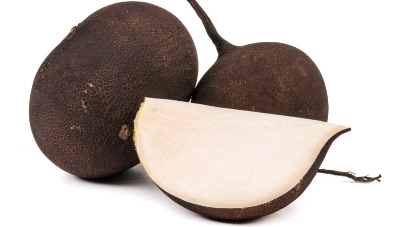 Редька PNG