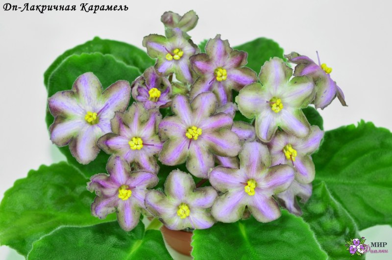 Фиалка Лакричная карамель
