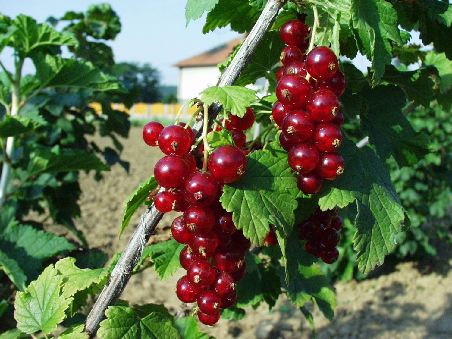 Красная смородина вкусные сорта. Смородина Руднеус. Красная смородина Руднеус. Смородина красная Розита. Смородина красная Ровада.