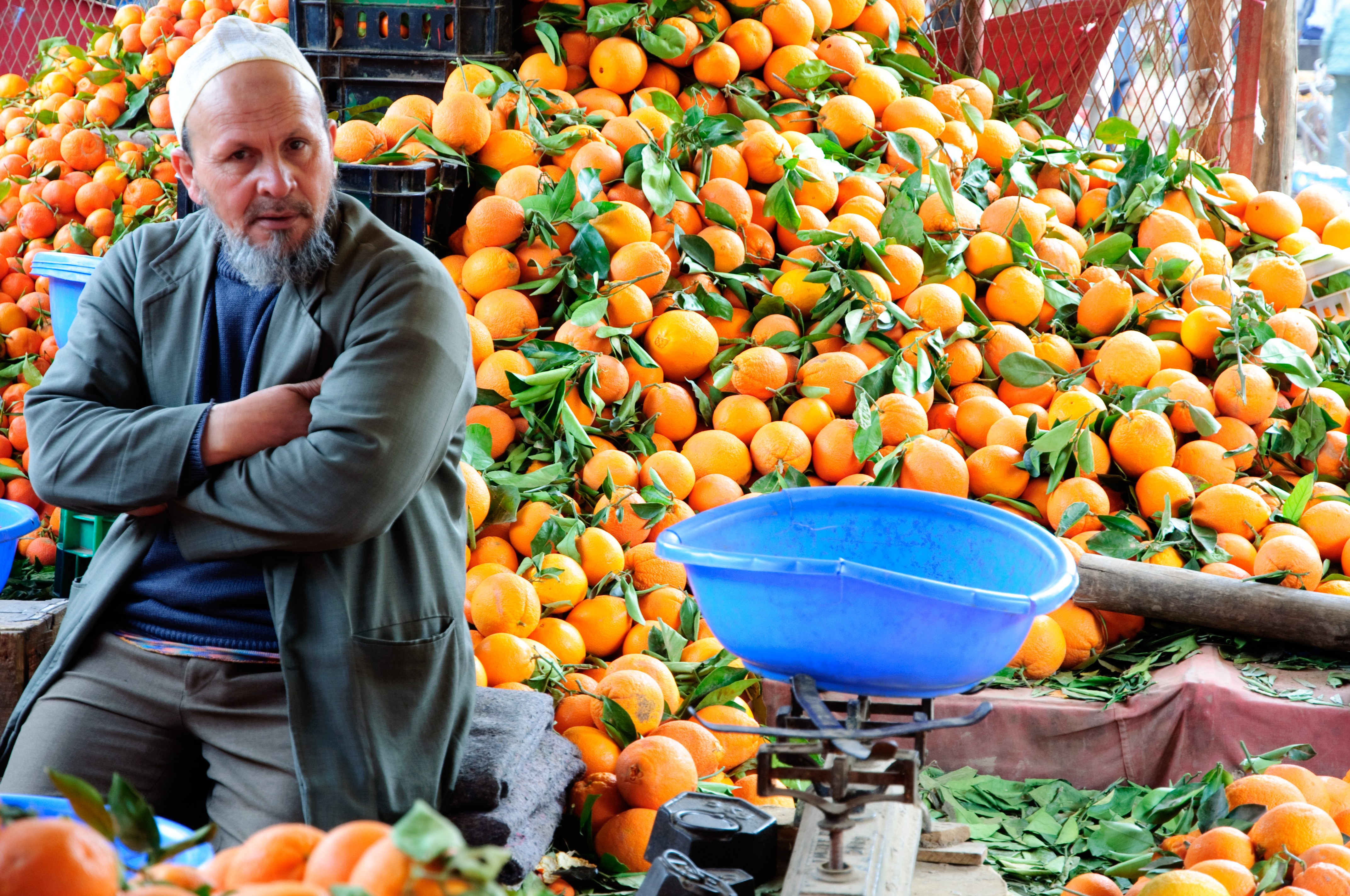 Al masoud мандарины страна. Мандариновые плантации в Марокко. Марокко мандарины плантации. Апельсиновые плантации в Марокко. Рынок Марокко апельсин.
