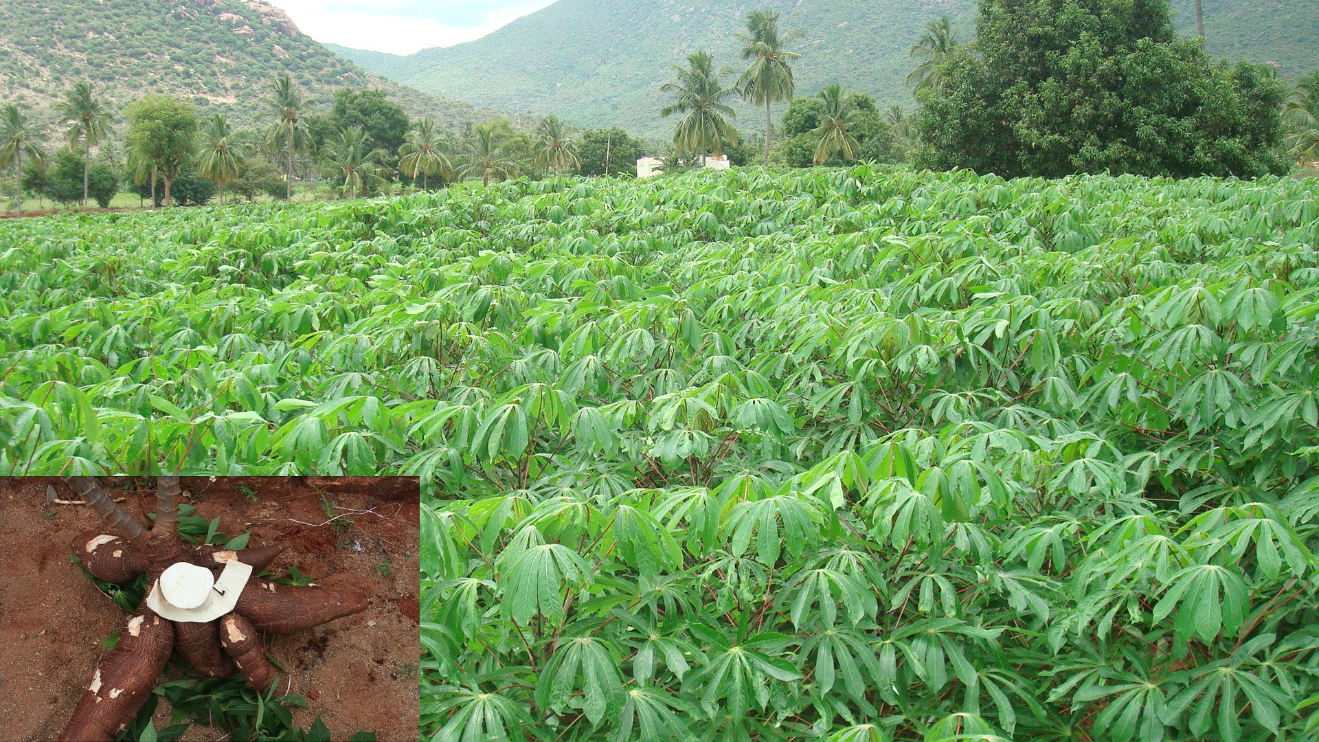 Маниока что это такое. Маниок Cassava. Кассава (тапиока. Маниока Бразилия. Маниок корнеклубень.