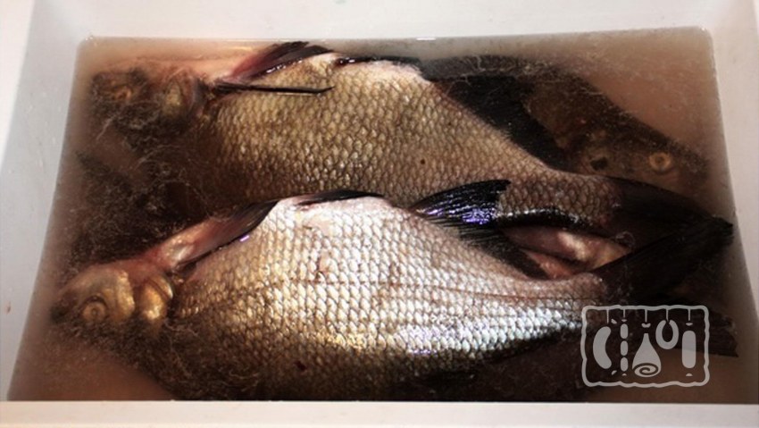 ТУЗЛУЧНЫЙ посол рыбы