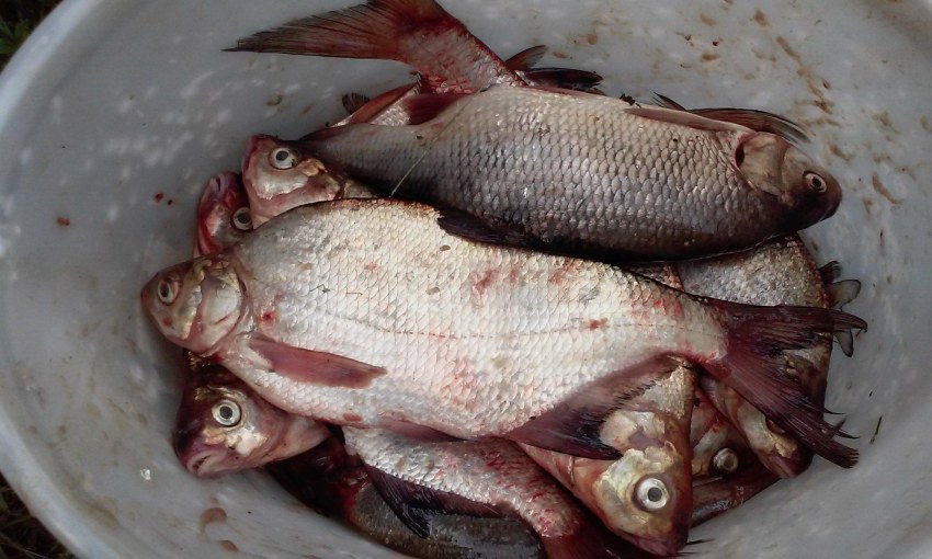 Прикорм для леща в сентябре