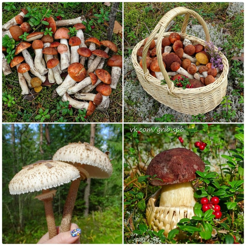 Рыжики на картинах