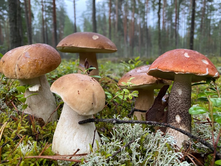 Домшим с грибами в Пятерочке цена