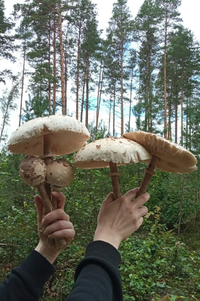 Полезные грибы