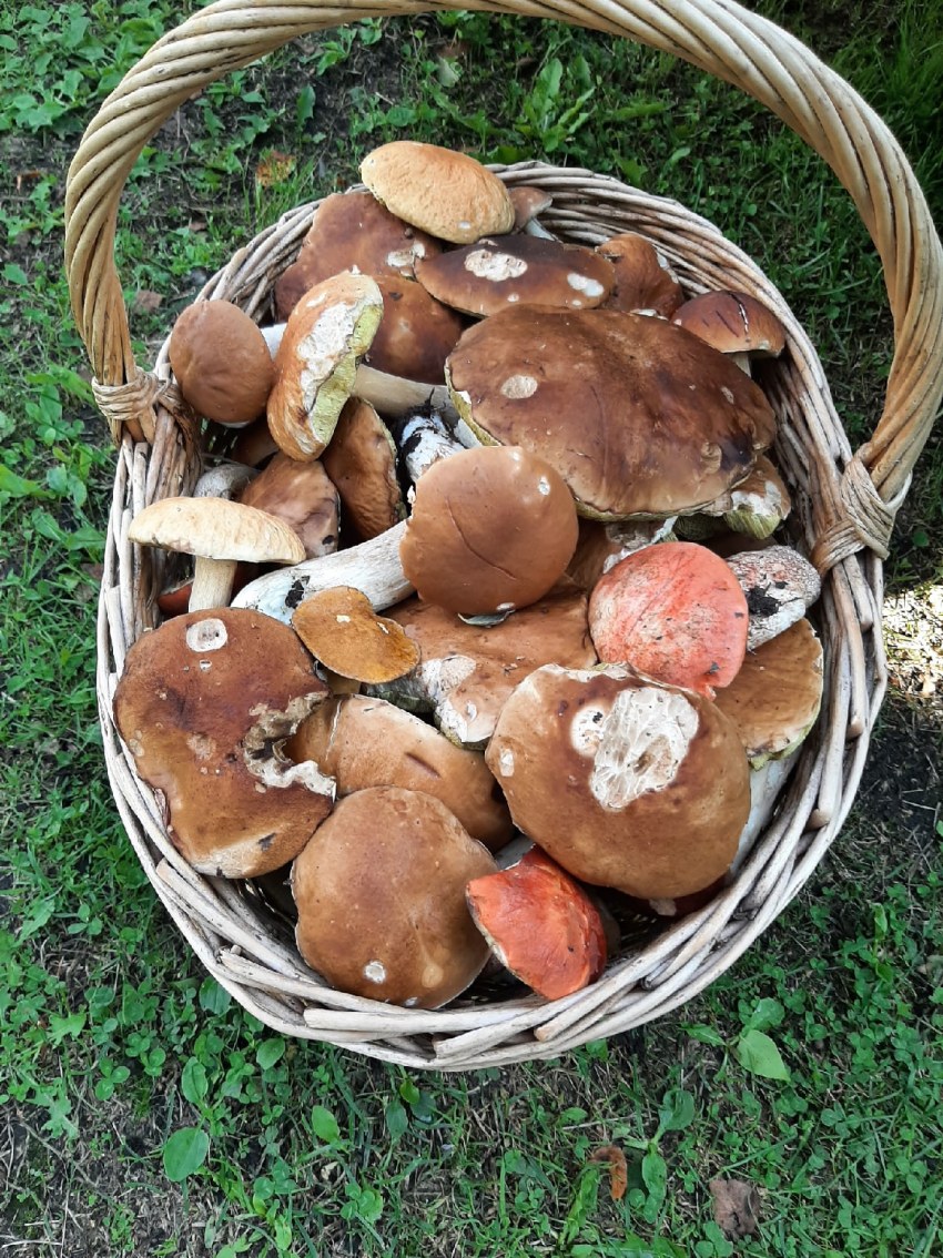 Грибник картинка