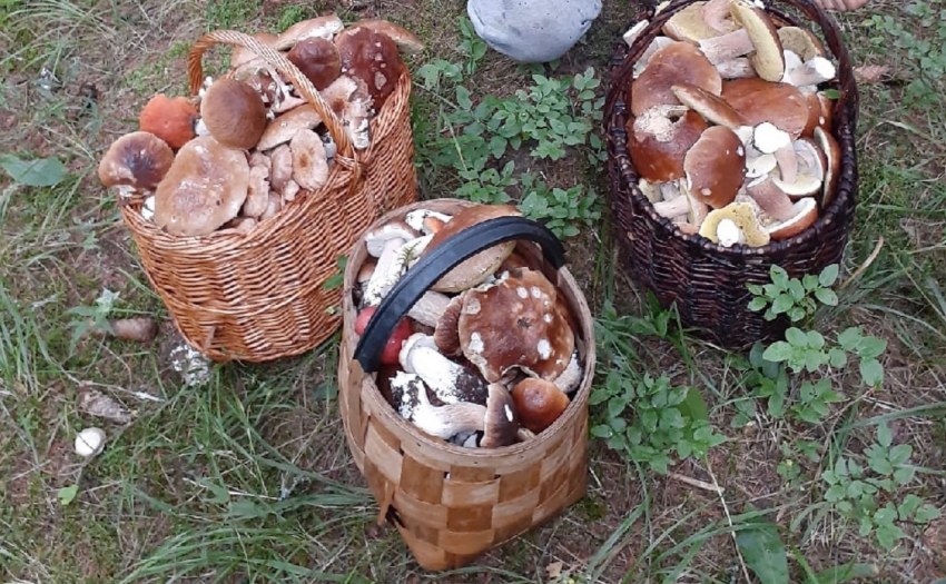 Удачи грибникам юмор