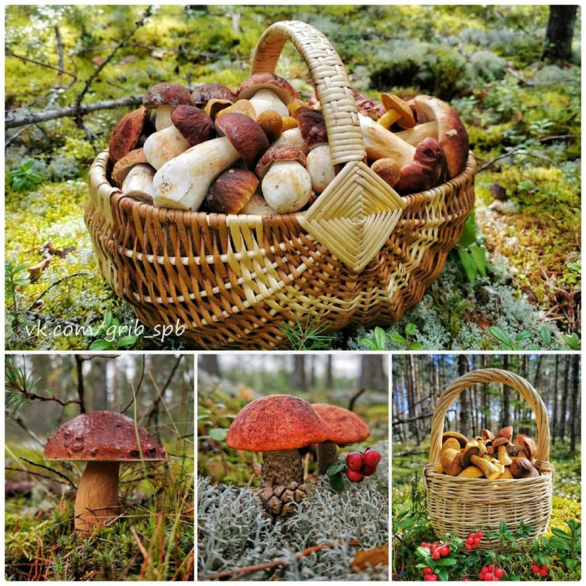 Картошка с грибным соусом
