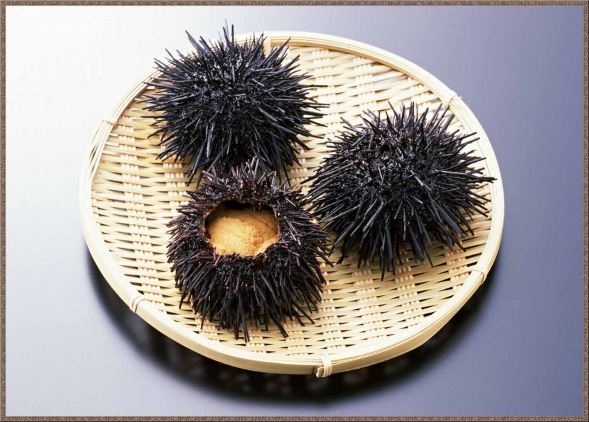 Экстракт морского ежа Urchin Vitan