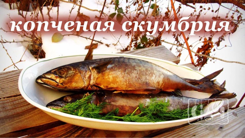 Рыба скумбрия холодного копчения