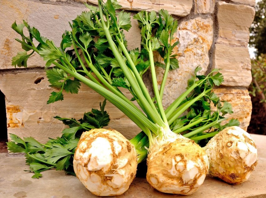 Корневой сельдерей celery root