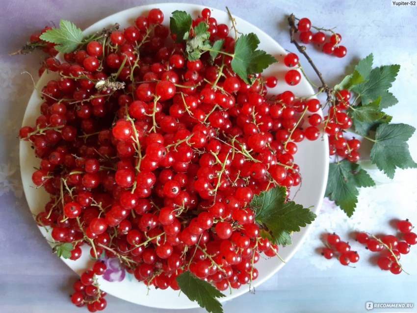 Творог с джемом