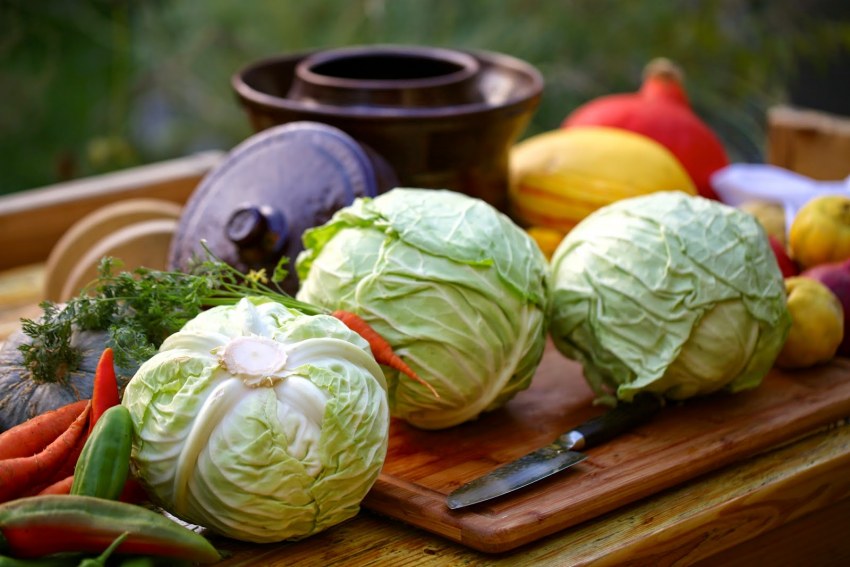 Brassica oleracea - капуста Огородная