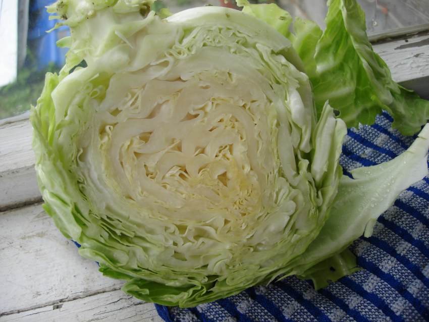 Капуста Эльфийская