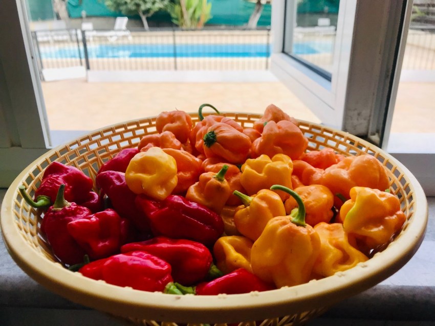 Capsicum chinense перец