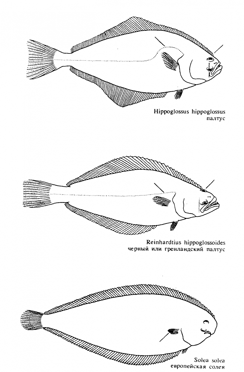 Камбала Дальневосточная