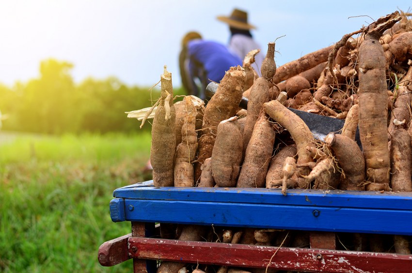 Cassava Farm