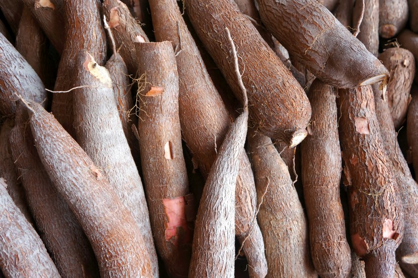 Кассава (Юкка)