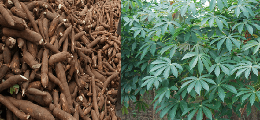 Purple Cassava