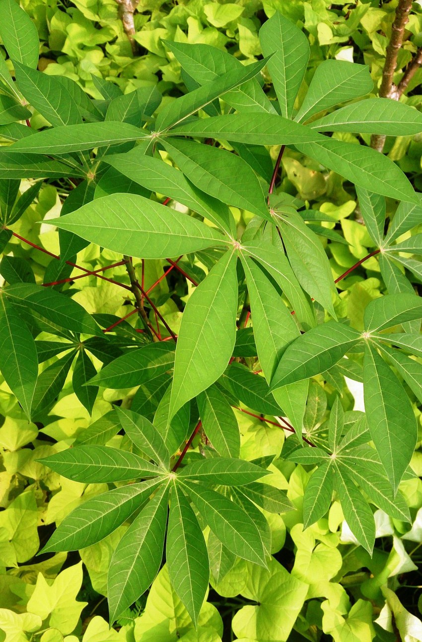 Manihot esculenta