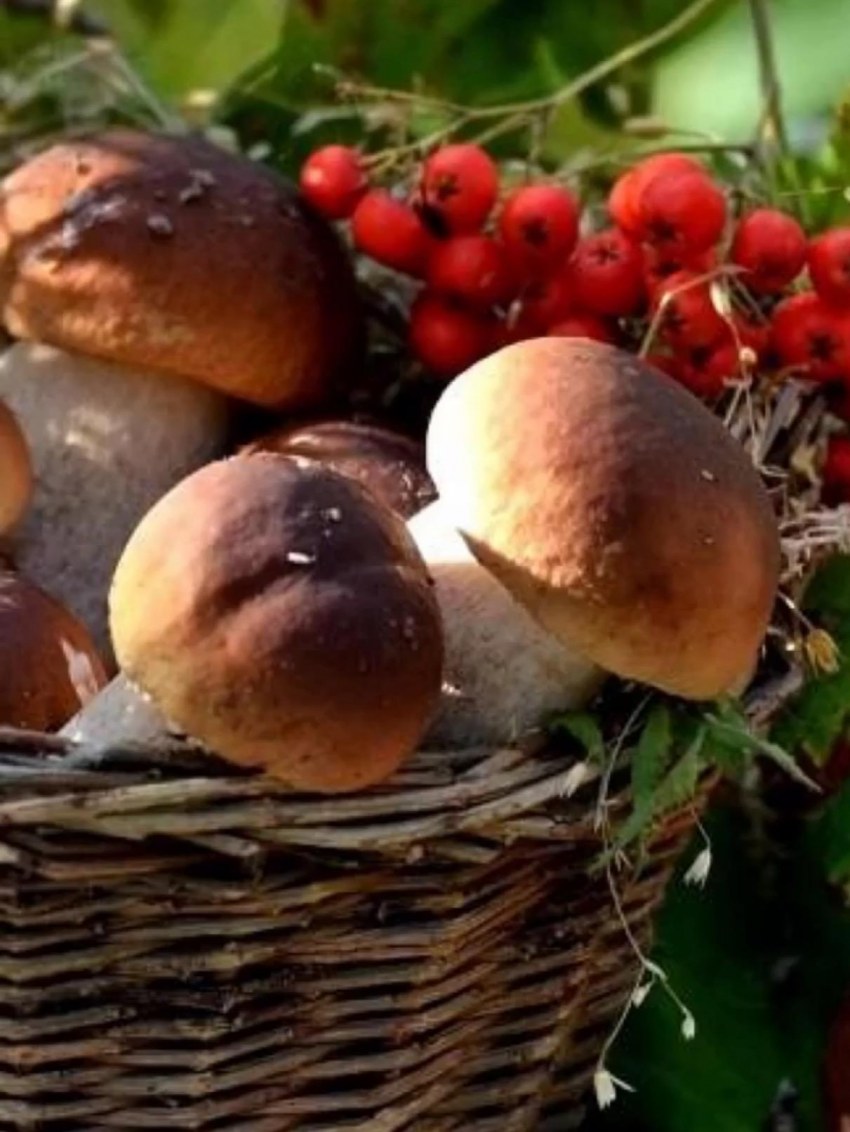 Осенние ягоды с грибами