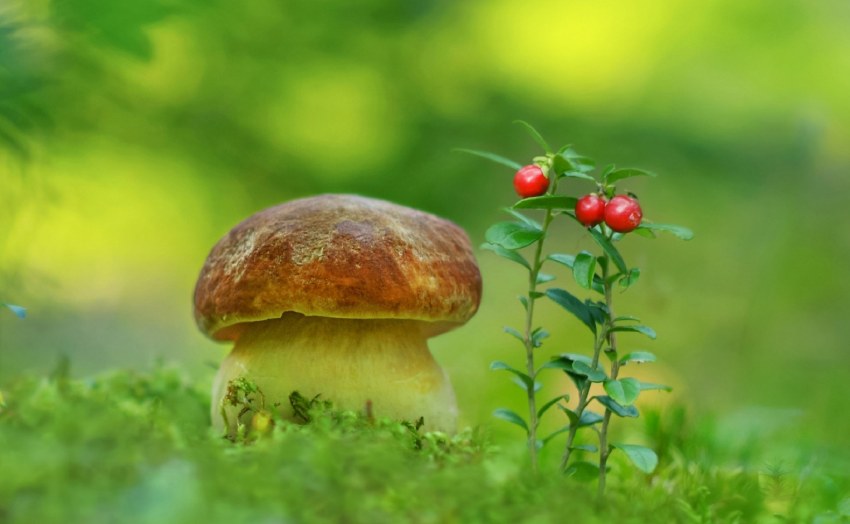 Природа лес грибы