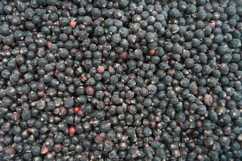 Смородина черная, замороженная