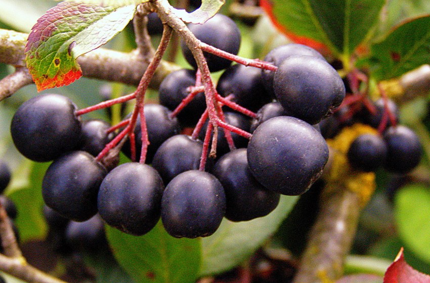 Арония черноплодная (Aronia melanocarpa)