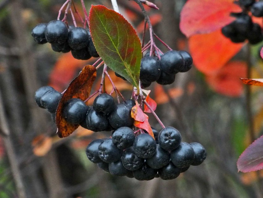 Арония черноплодная (Aronia melanocarpa)